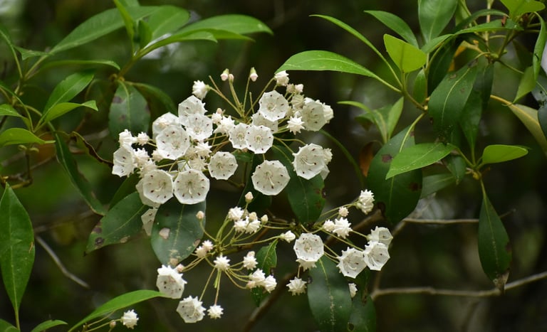 a leafy Mountain Laurel bush with white flowers in full shade