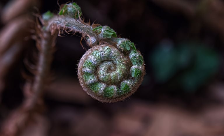 sirtie macro-photo sur le terrain à Cheat-Gontier
