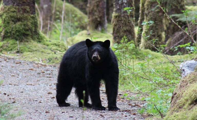 a black bear standing on a path in a forest