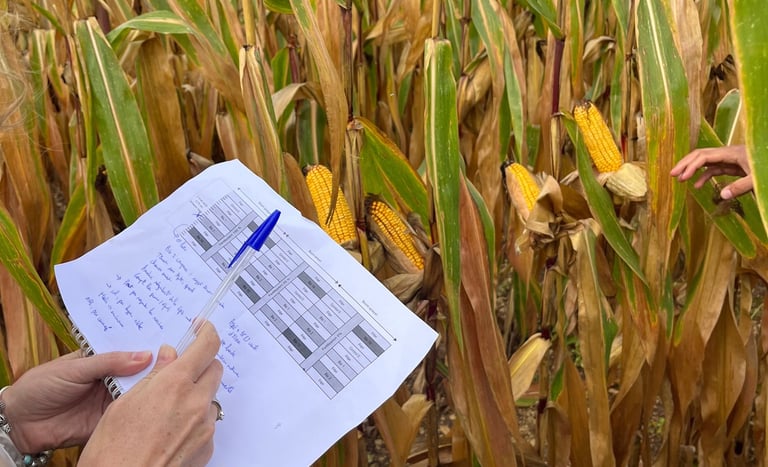 expérimentation maïs grain