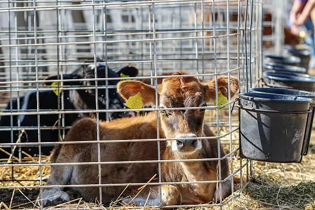 Calf taken from it's mother