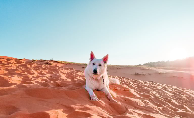 Izzy Guido Photo of white dog on beautiful desert at sunrise
