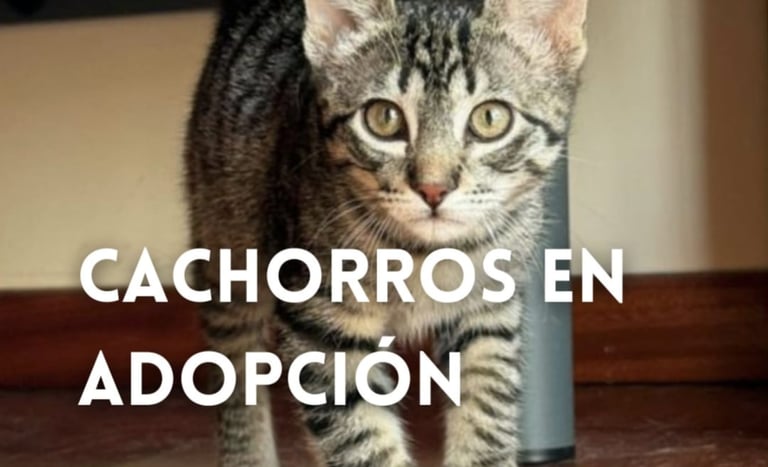 Cachorros en adopción