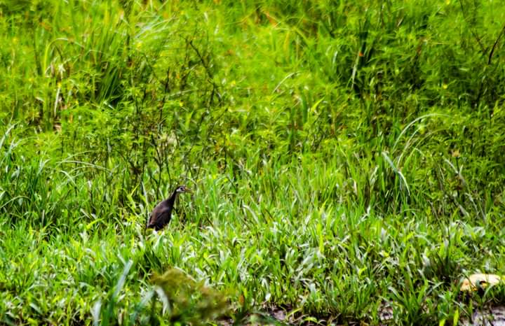 White breasted waterhand
