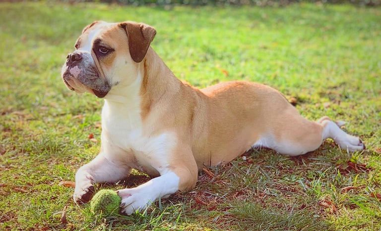 Nanna une bouledogue continental couchée dans l'herbe