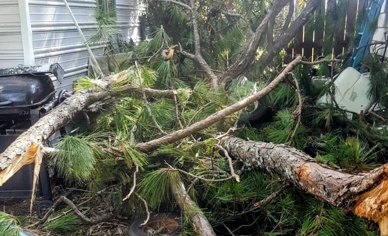 Image of a tree that fell during a storm. We removed the tree and cleaned up all of the damage.