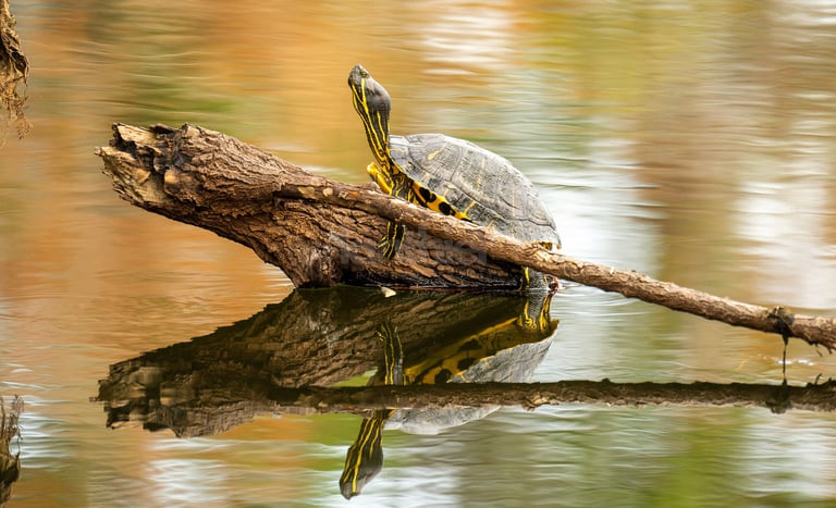 Painted turtle on log photograph by Tim M Lanthier