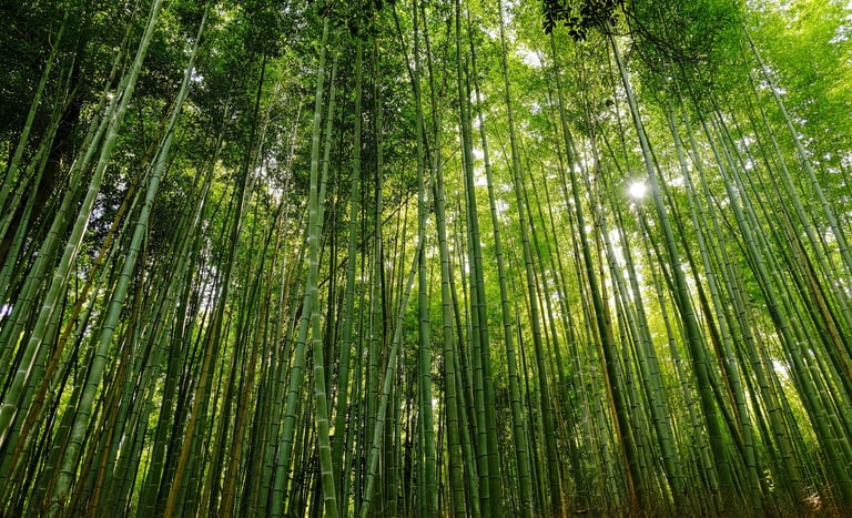 Sunlight filtering through a lush green bamboo forest grove with towering stalks.