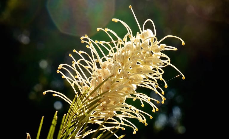 Backlit white Grevillea Moonlight flower in bloom with a natural bokeh background and lens flare.