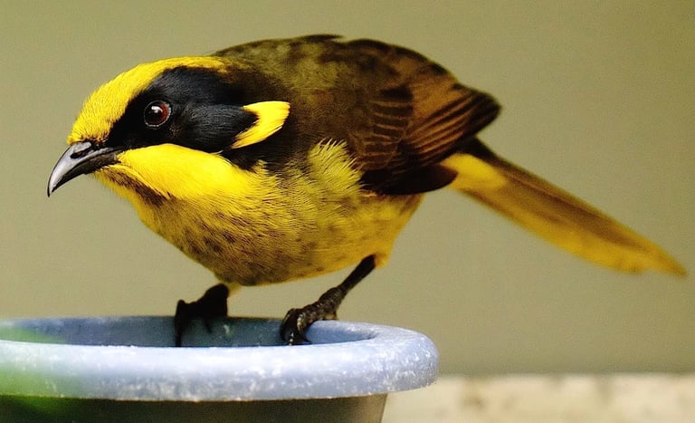 A yellow-tufted honeyeater bird with distinctive yellow and black plumage perched on a blue bird feeder.