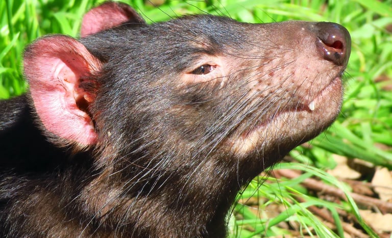 Close-up profile of a Tasmanian devil outdoors showing its dark fur, pink ears, and whiskers.