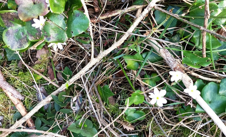 Wood anemones