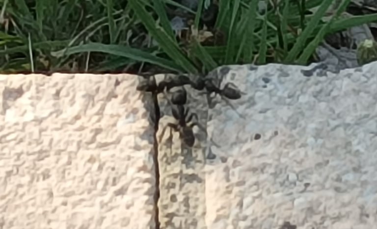 A three-way meeting of Ants