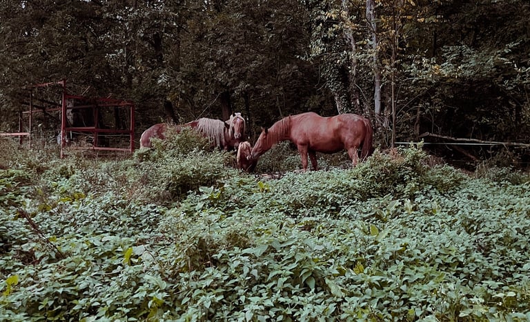 chevaux prairie