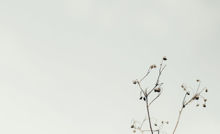 image of a plat with grey sky reflecting energy medicine