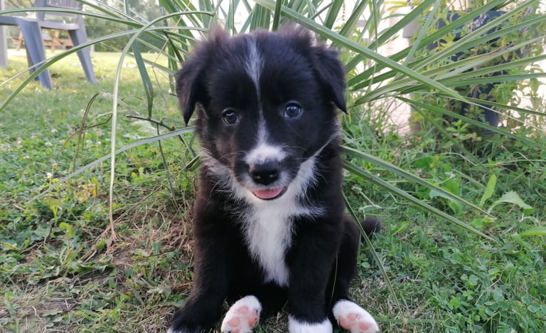 chiot border collie assis dans l'herbe
