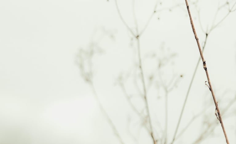 image of a plat with grey sky reflecting energy medicine