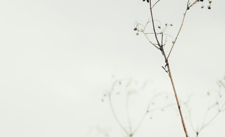 image of a plat with grey sky reflecting energy medicine