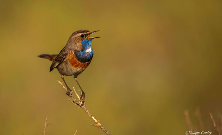 gorge-bleue-la-turballe, Philippe Gendry, KIosque à Images, Chateau Gontier
