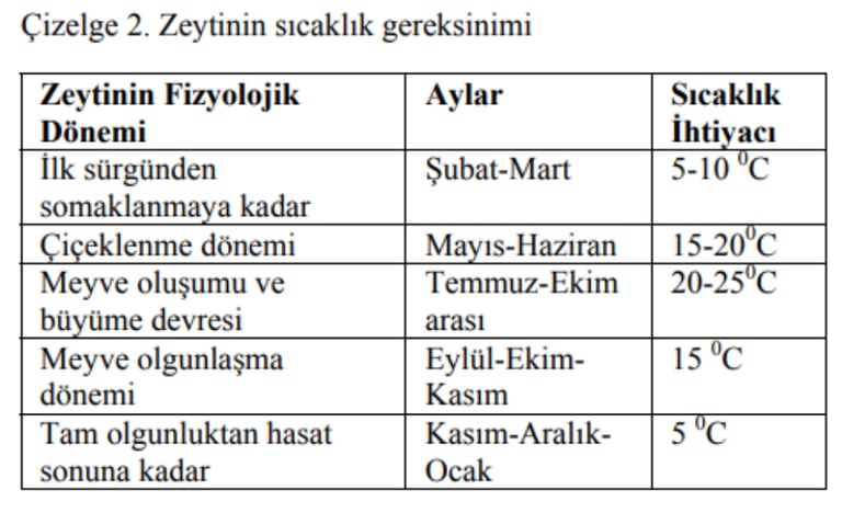 zeytin csıcaklık gereksinimi - itoga çiftliği