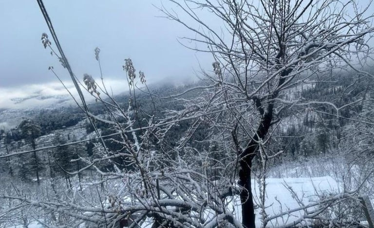 a tree that is covered in snow and has a view of a mountain in the