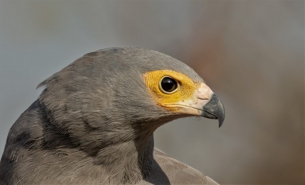 African Harrier-Hawk close-up portrait in The Gambia