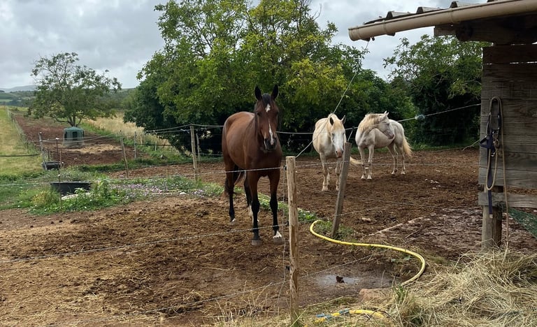 Horse riding near Quillan in Granès