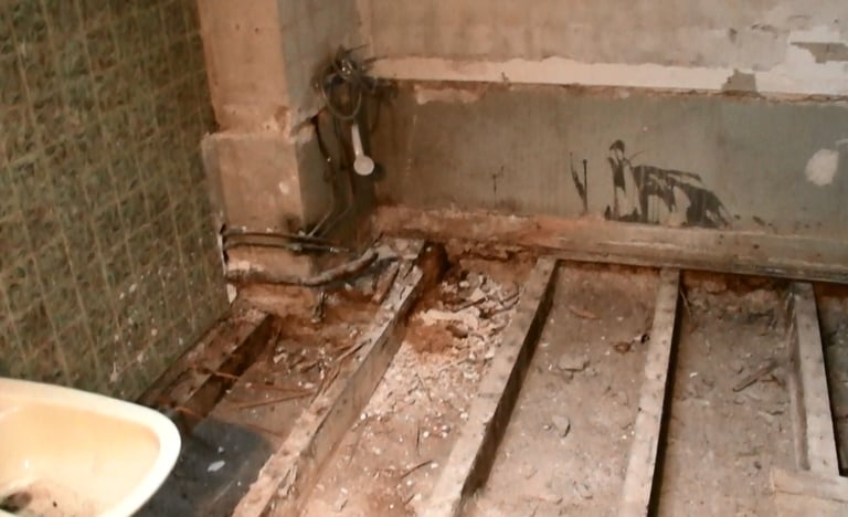 CJR AUDITS champignons lignivores les polypores des caves