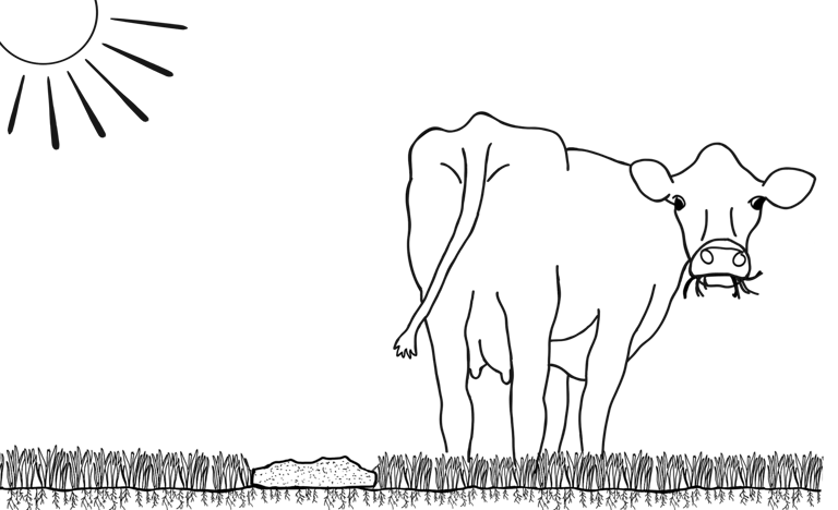 a jersey cow standing in a field of grass with a sun in the background and manure on the soil