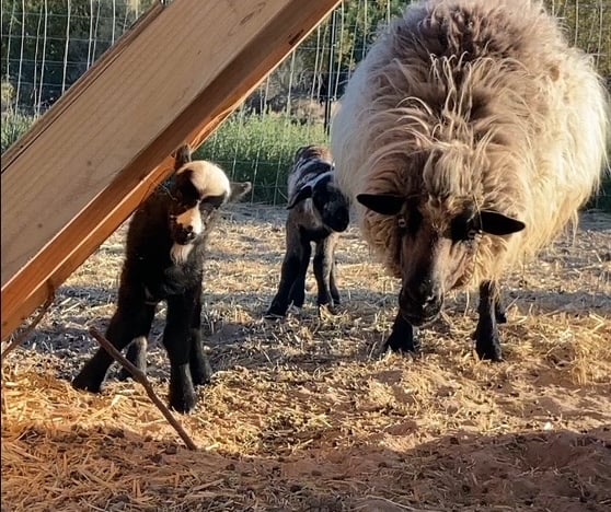 Navajo Churro ewe with a black lamb and a brown lamb