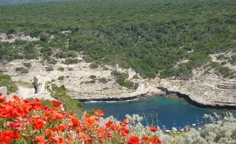 Paysage forestier de Corse, coquelicots au premier plan et petit lac en contrebas avec une falaise