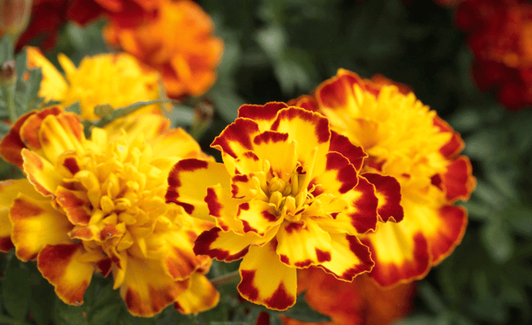 Tagetes patula, featuring bright orange and yellow ruffled flowers with dense green foliage,