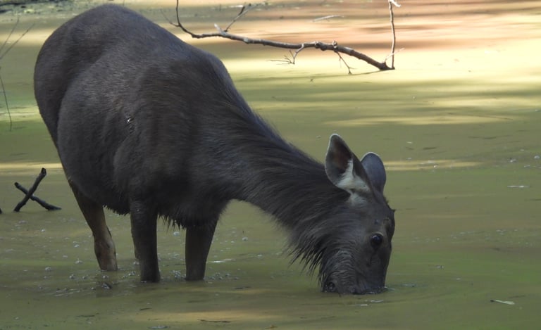 cerf des marais dans le Parc National de Bardiya