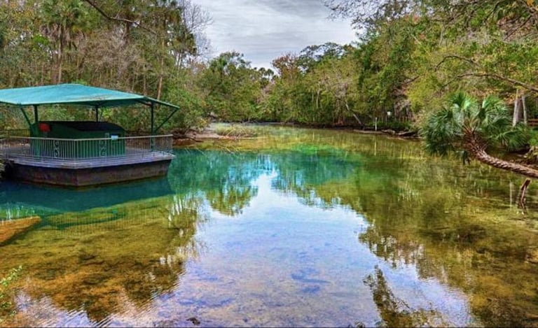 Florida spring with manatees