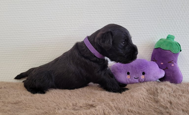 Bébé Schnauzer nain