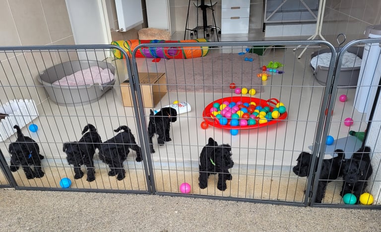 élevage schnauzer nain noir