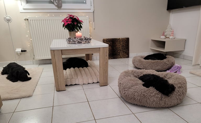 Elevage des Diamants Noirs d'Also