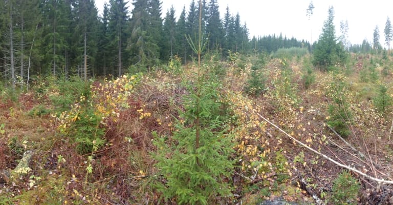 metsänhoitotyöt leppävirta
