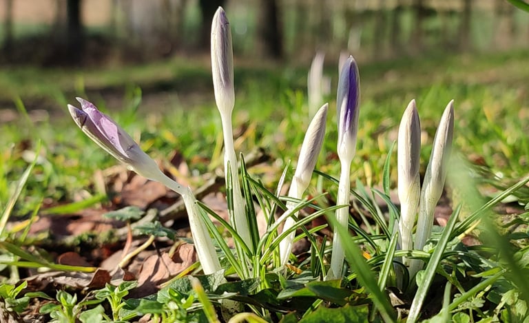ein porträtbild von 5 krokusknospen mit gras