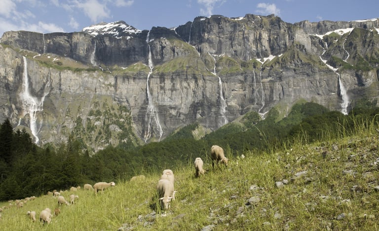 Sheeps and waterfalls Alps