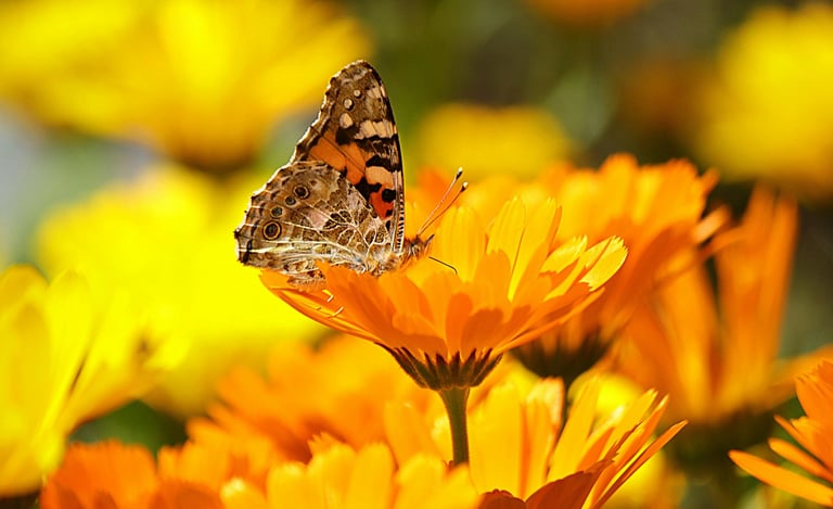 A monarch butterfly sitting on a calendula flower in a garden.