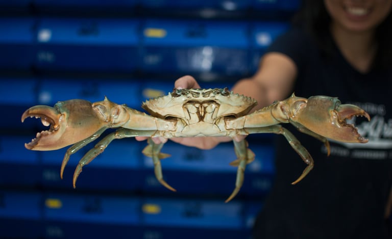 vietnamese mud crabs