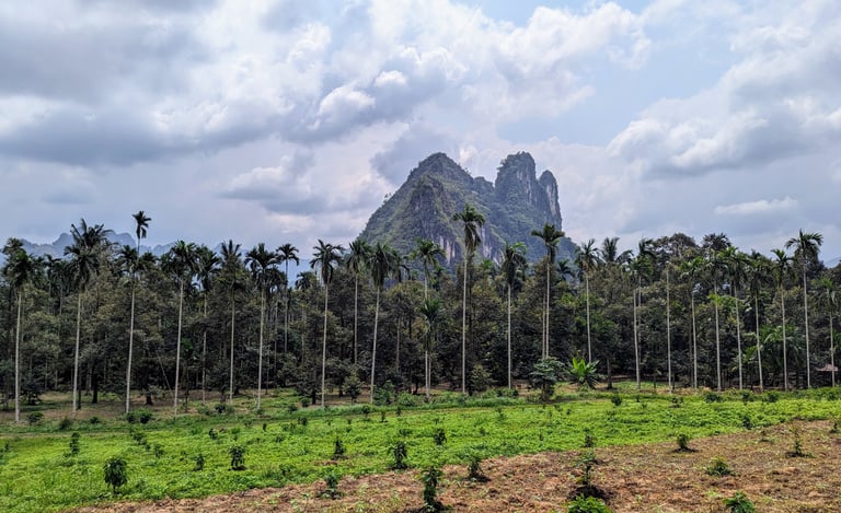 Hen Tae khao cafe, sawi Chumphon
