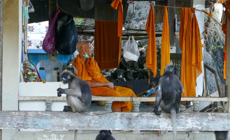 Langur, Singe à lunette, Chumphon