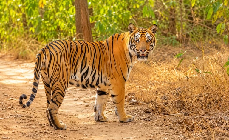 Royal Bengal Tiger in Tadoba National Park