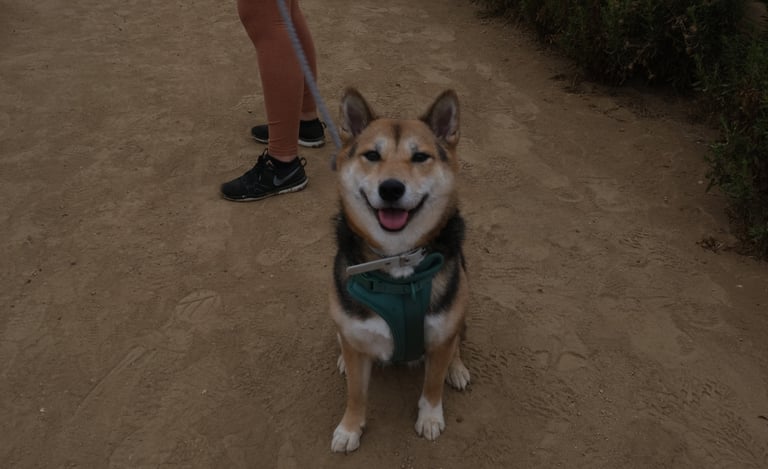 Shiba Inu Dogs Hiking, Palos Verdes Hike, Point Vicente Beach Walk