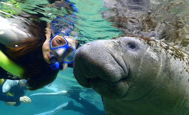 snorkeling with the Florida manatees