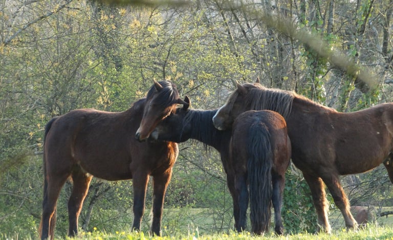 trois chevaux d'équithérapie se renifflant l'un à la tête sur le dos de l'autre