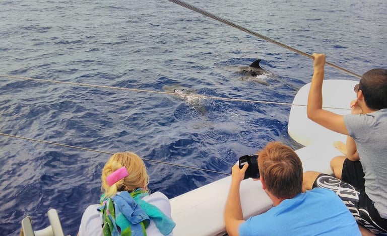 Dolphin watching on Sea Born boat in Madeira.
