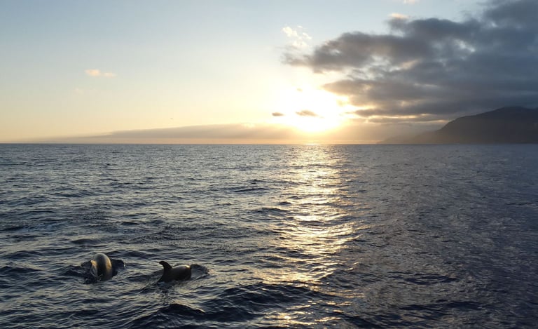 Two dolphins surfacing in the Atlantic Ocean during a sunset whale watching tour in Madeira.